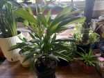 Lady Palm Care Indoors - Low-Light Palm Growing Guide