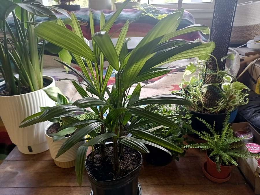 Lady Palm Care Indoors - Low-Light Palm Growing Guide