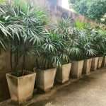 Best Indoor Palm Trees: 10 Choices for Real Homes