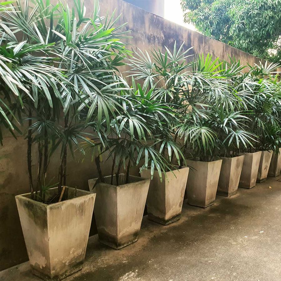Rhapis Excelsa Palm Care Indoors