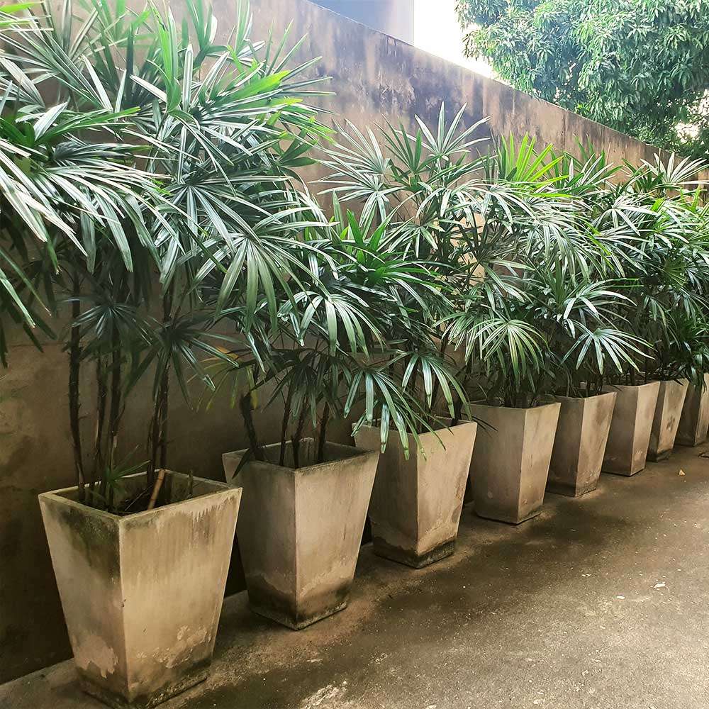 Best Indoor Palm Trees: 10 Choices for Real Homes
