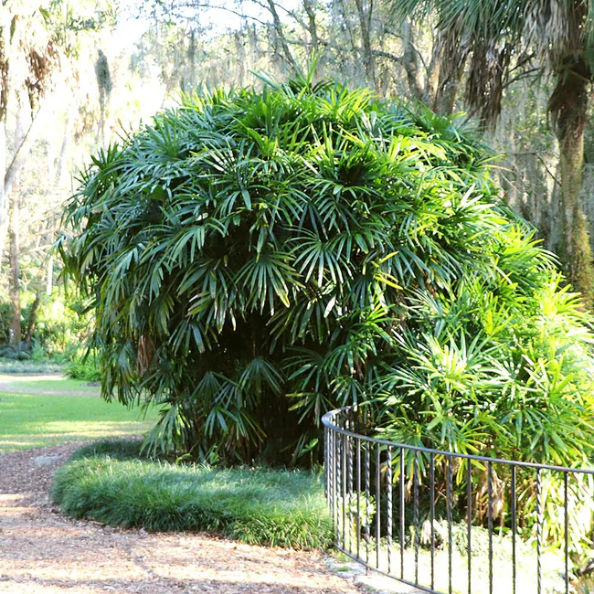 Lady Palms - Rhapis excelsa