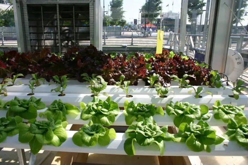 growing hydroponic vegetables