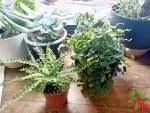 Lemon Button Fern Care Indoors