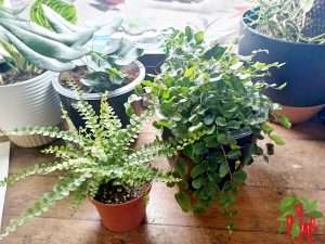 Lemon Button Fern Care Indoors