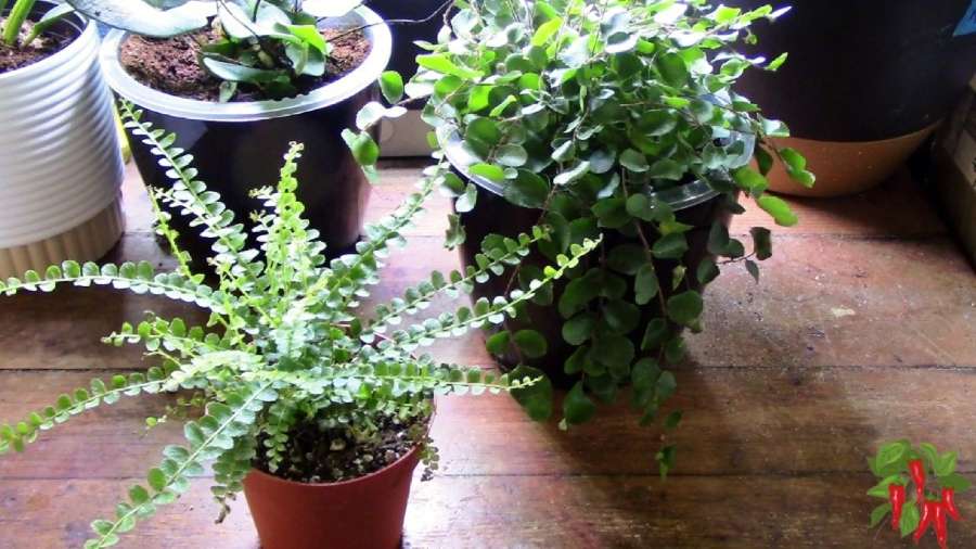 Lemon Button Fern Light Requirements