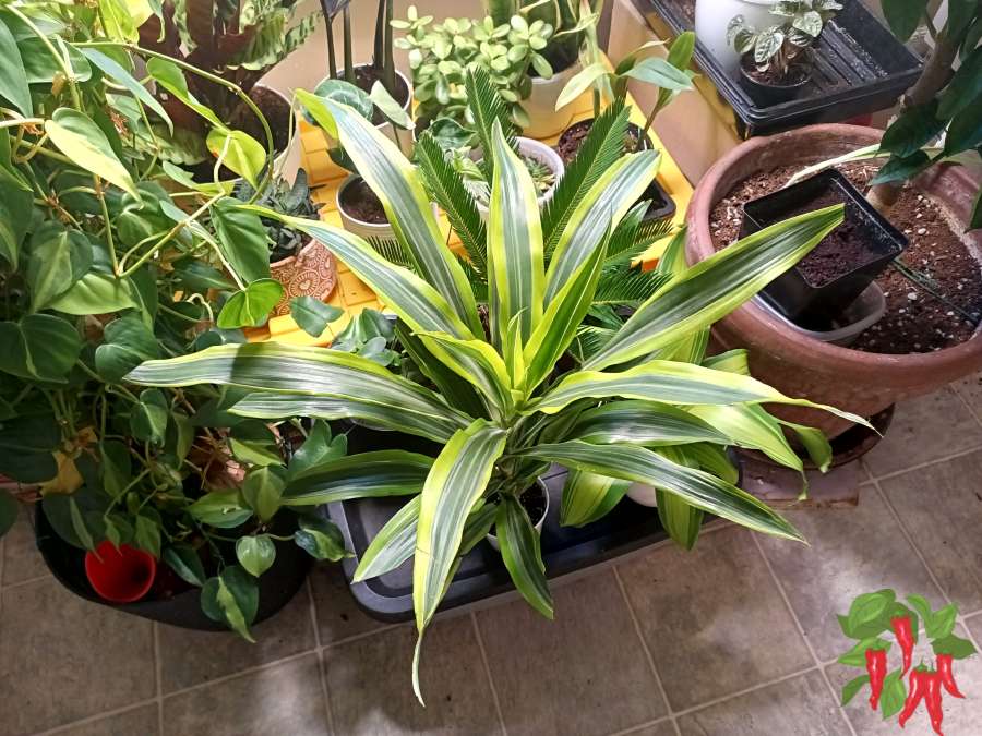 Lemon Lime Dracaena