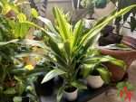 Lemon Lime Dracaena Care Indoors