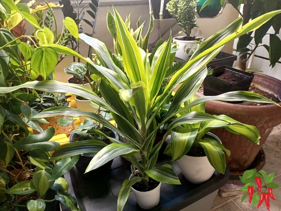 Lemon Lime Dracaena Care Indoors