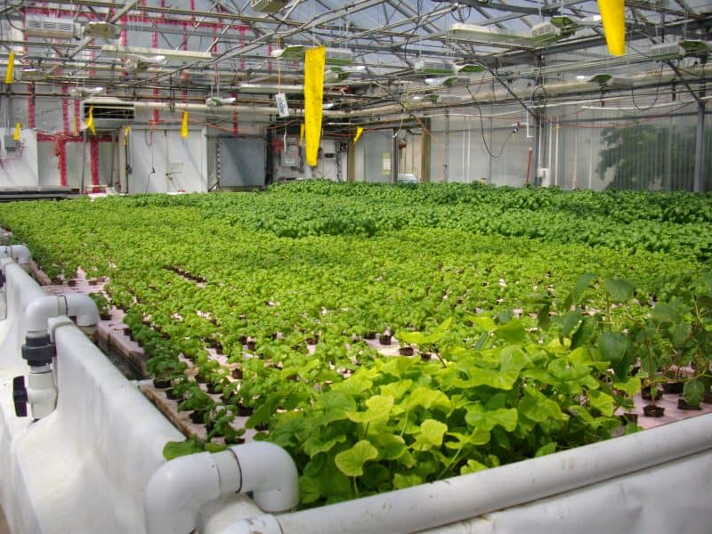 Kratky method lettuce raft system