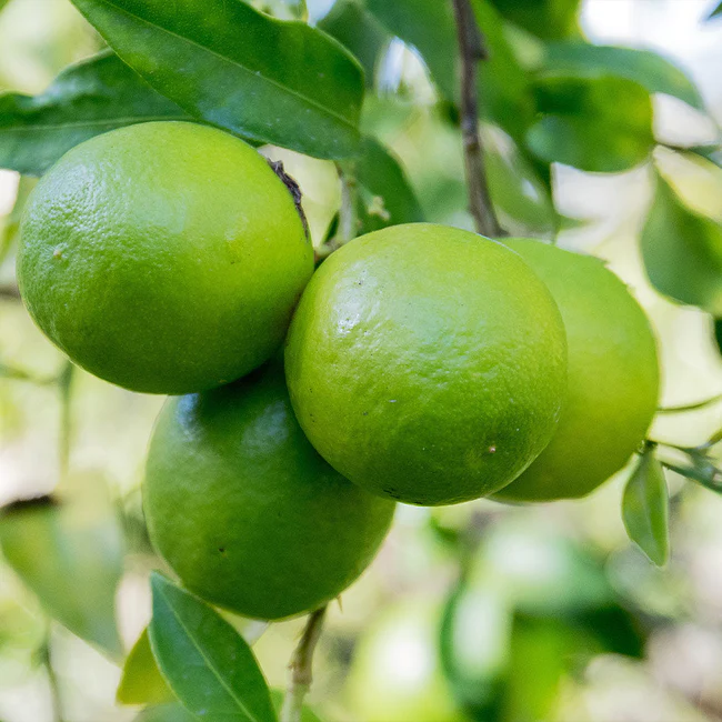 limequats hanging on a tree branch