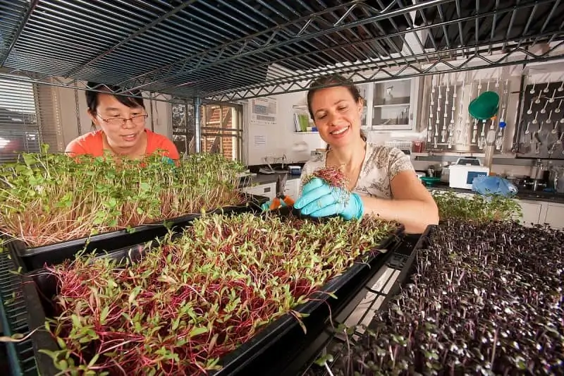 5 Reasons To Start Growing Microgreens At Home