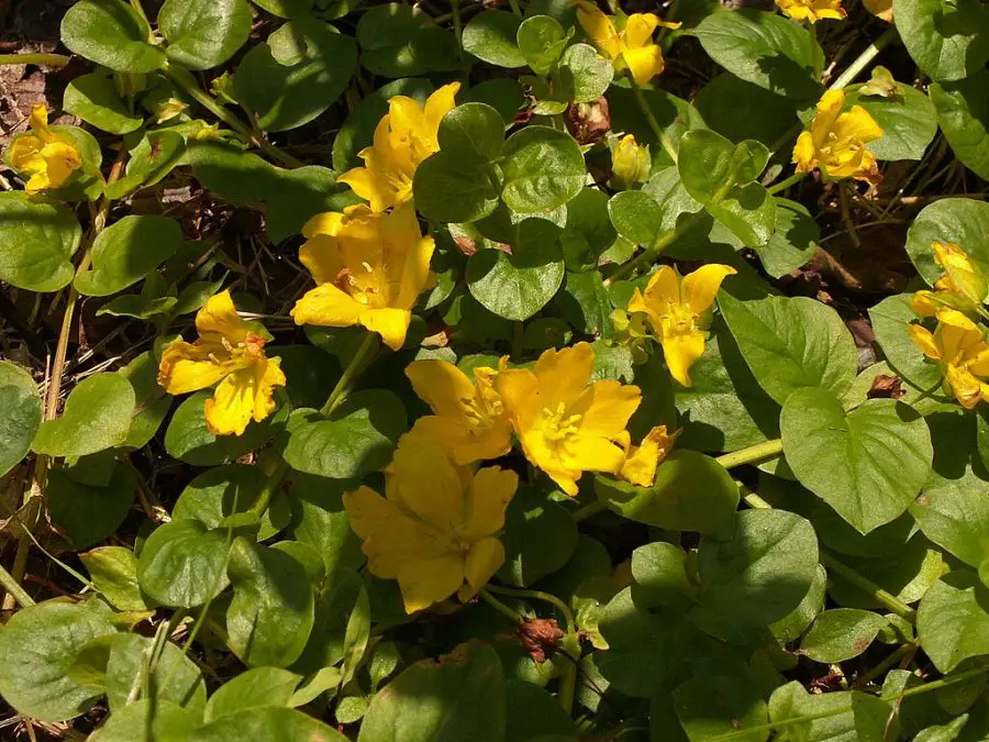 Creeping Jenny In Pots - Lysimachia nummularia