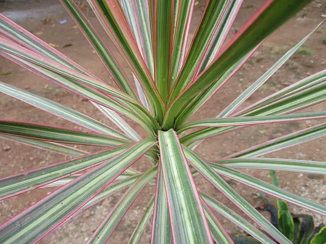 Dracaena Marginata Care Indoors