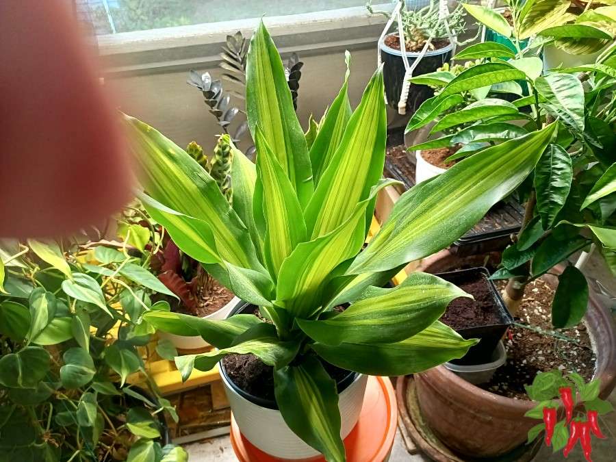 Mass Cane Plant Care How to Grow Dracaena Massangeana