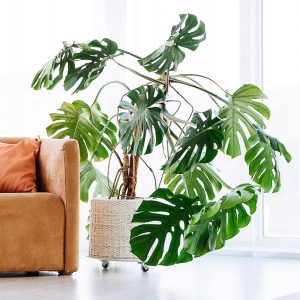 Different Types of Monstera Plants - Monstera deliciosa