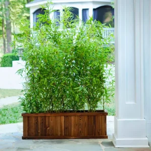 Multiplex Bamboo Indoors Or Outdoors