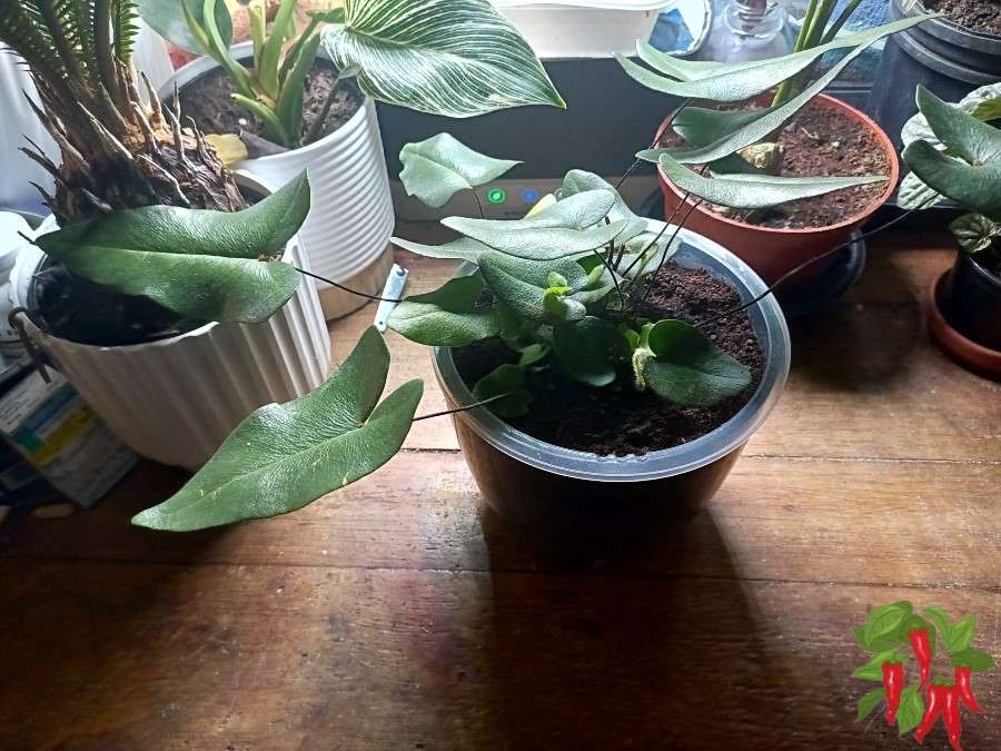 My Heart Fern Uses a Larger Self-Watering Planter