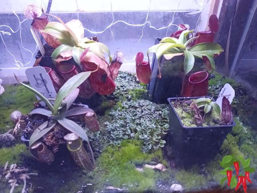 My Lighted Nepenthes Terrarium