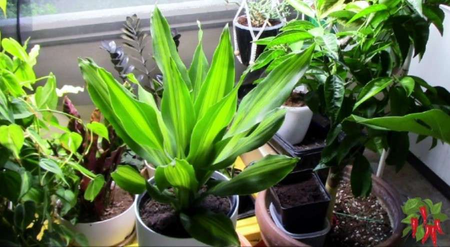My Mass Cane Plant