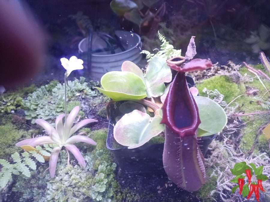 My Nepenthes Truncata Is Definitely Not Dormant