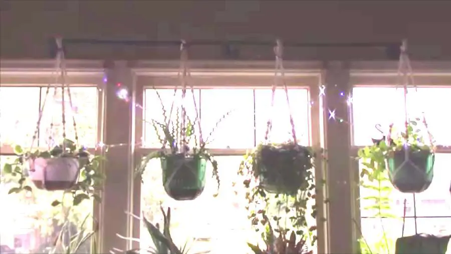 My Plants Without Grow Lights Keep Growing