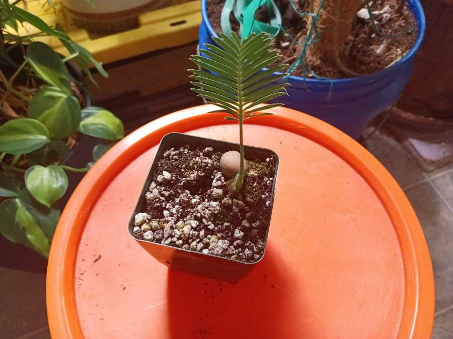 My Young Dioon Edule Cycad