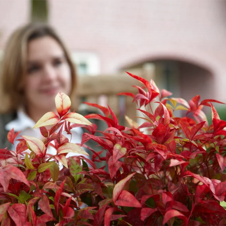 Heavenly Bamboo In Pots - Fire Power Nandina Shrub