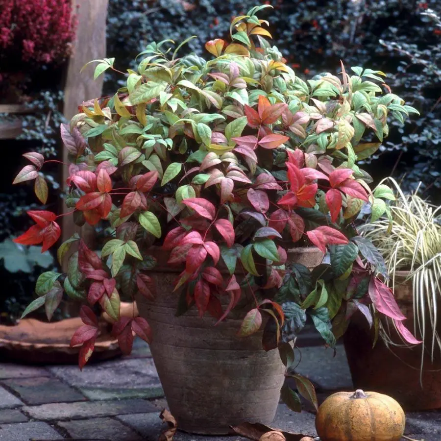 Fire Power hevenly bamboo in a pot