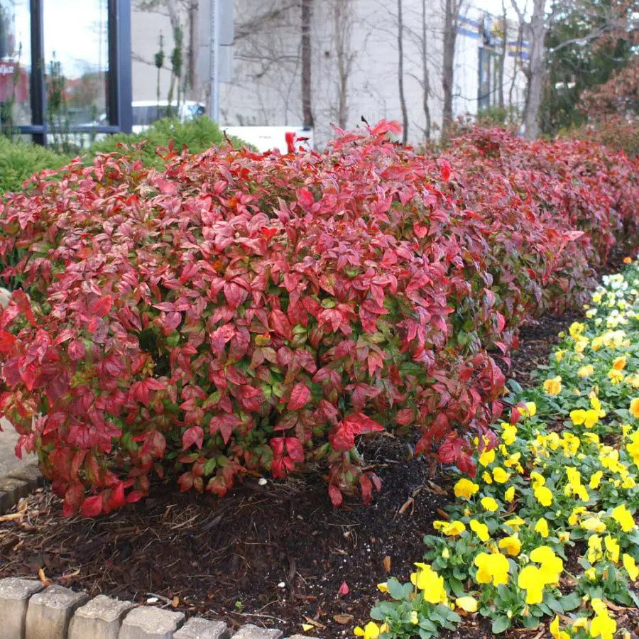 fire power nandina