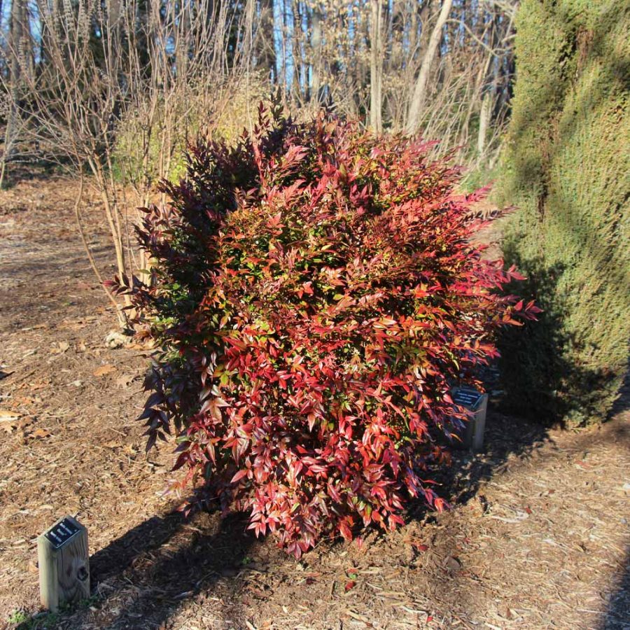 obsession nandina plant outdoors