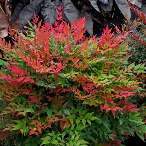Heavenly Bamboo In Pots - Nandina_Obsession