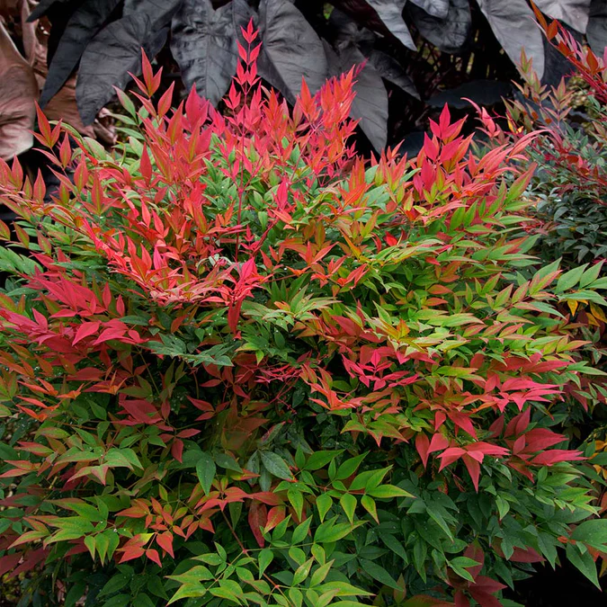 Heavenly Bamboo In Pots