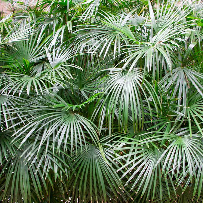 needle palm foliage