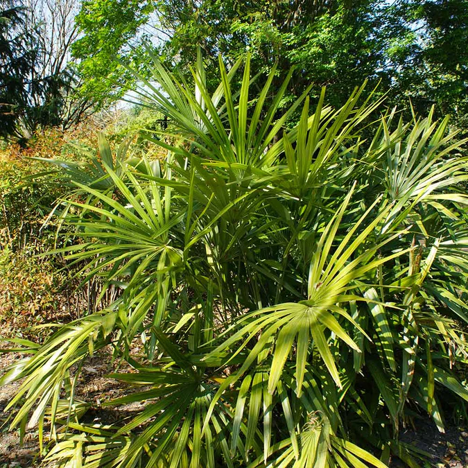 Needle Palm Pruning and Maintenance