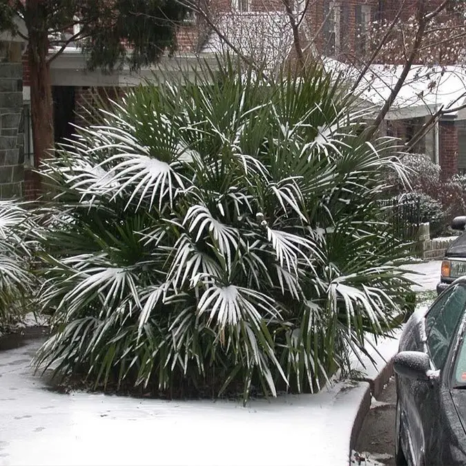 Needle Palm Cold Hardy Needle Palm Trees