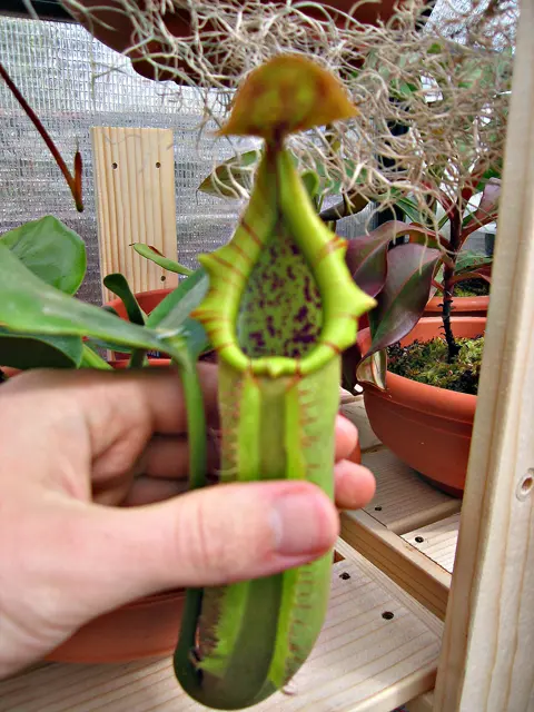 Nepenthes truncata pitcher