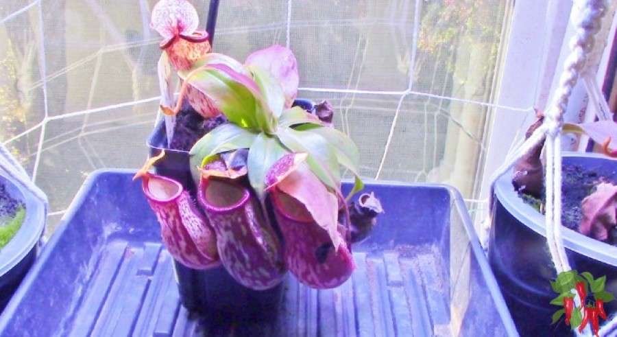 Nepenthes 'Gaya'- Beautiful Colorful Pitchers