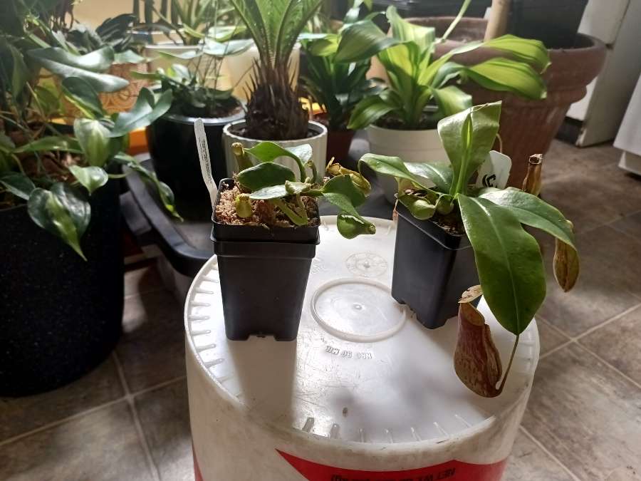Nepenthes Indoor Growing