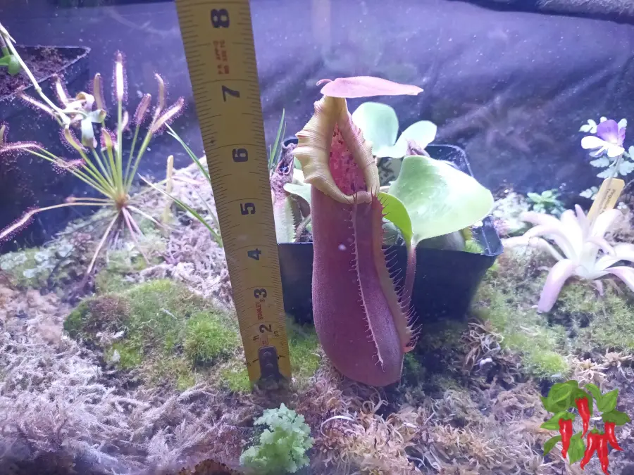 Nepenthes truncata - Impressive Large Pitchers