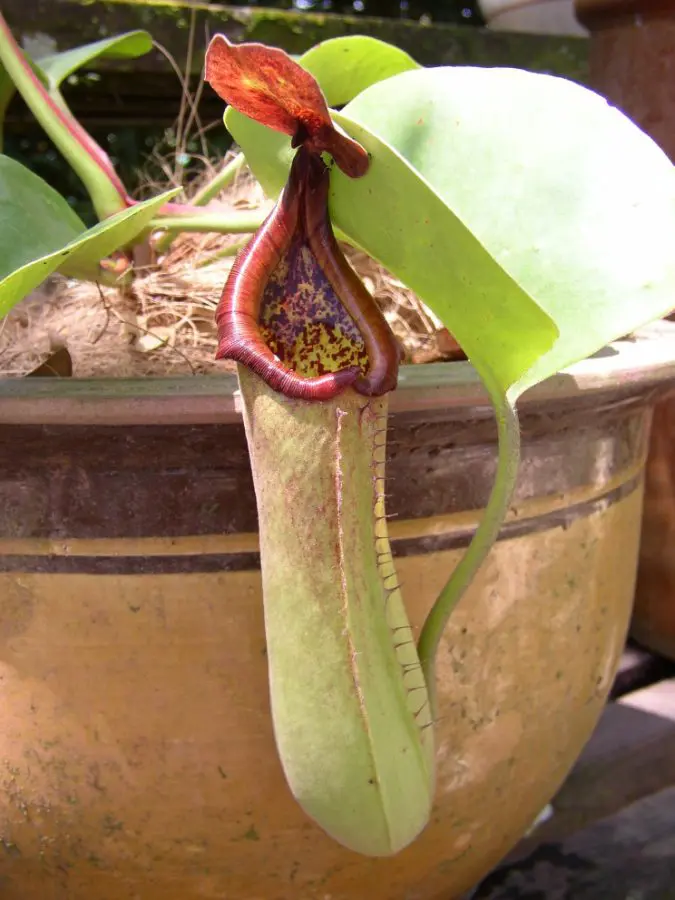 Nepenthes truncata pitcher