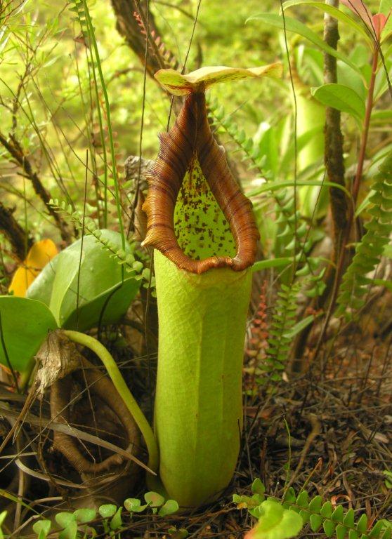 Nepenthes truncata Pitcher Plant