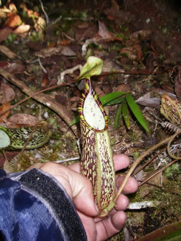 Nepenthes spectabilis