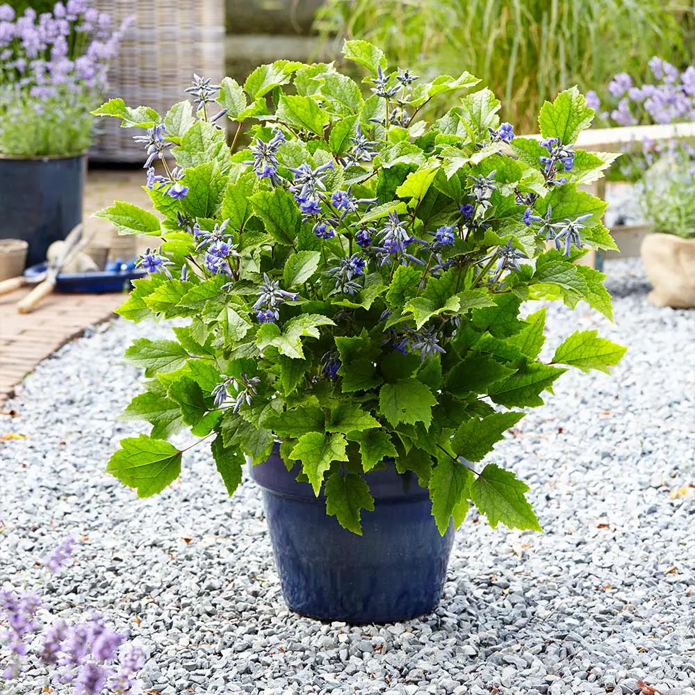 Growing Clematis Indoors In Pots