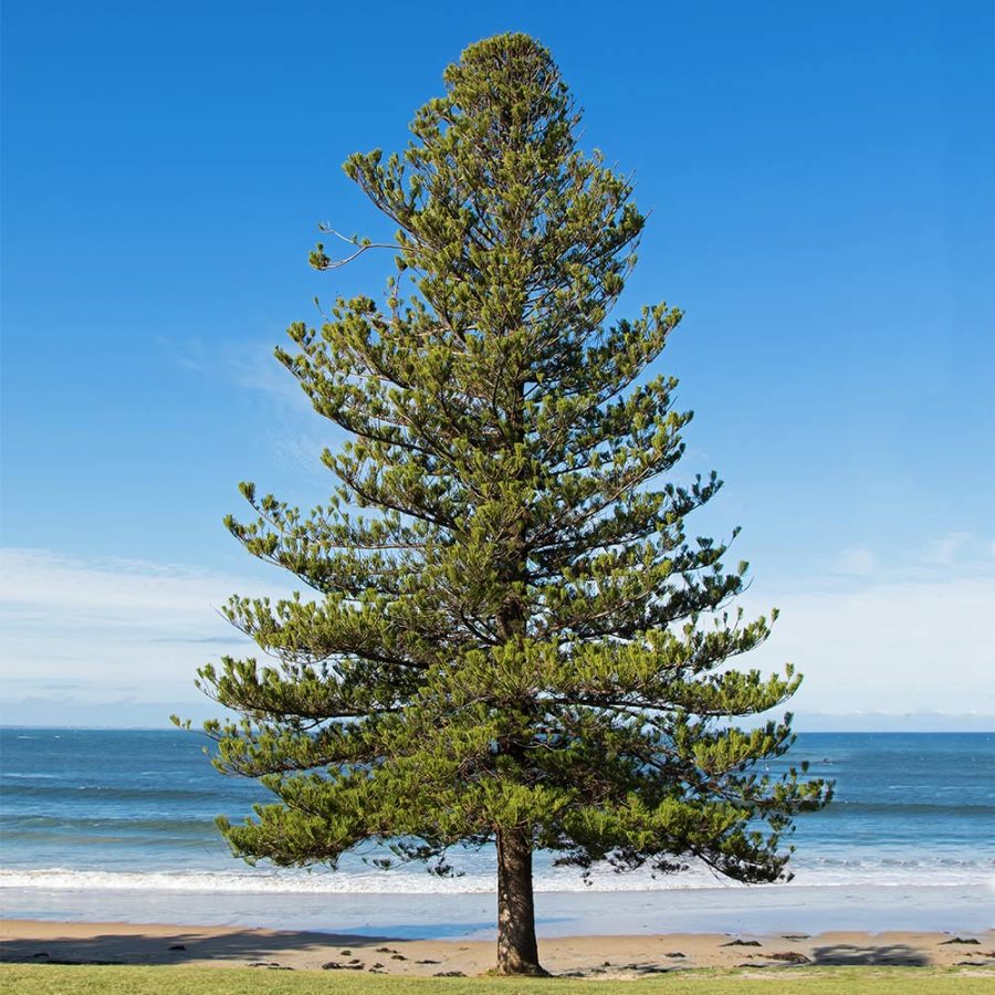 Norfolk Island Pine by the seashore