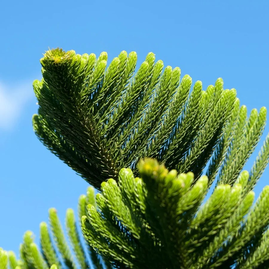 Norfolk Island Pine Foliage
