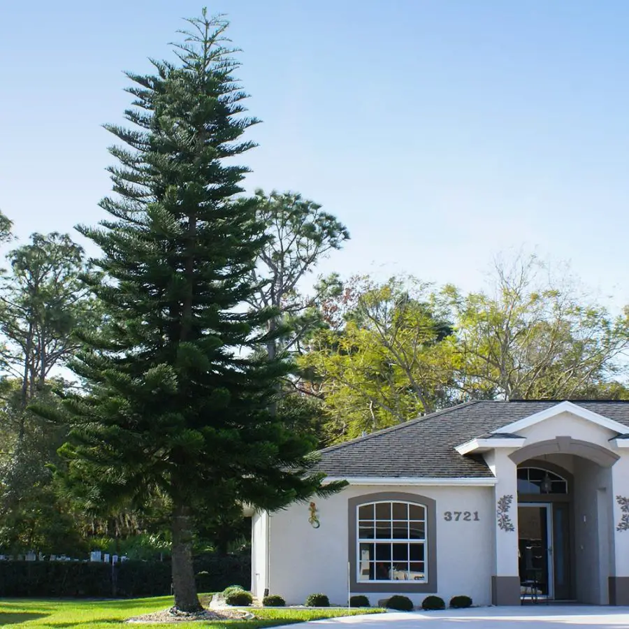 Norfolk Island Pine outdoors - indoors they are smaller!