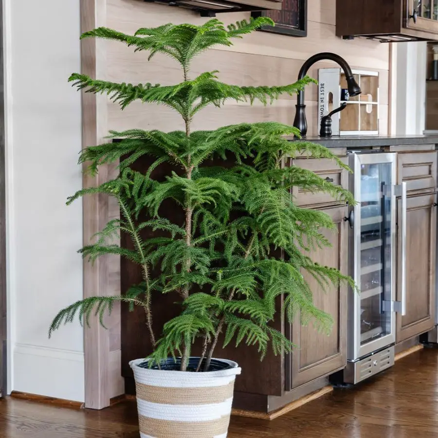 Norfolk Island Pine indoors