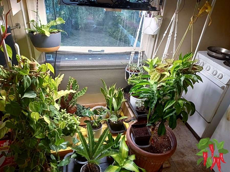 Not Every Houseplant Should Be Treated the Same
