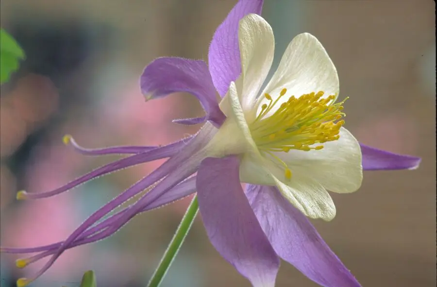 Growing Columbine In Containers